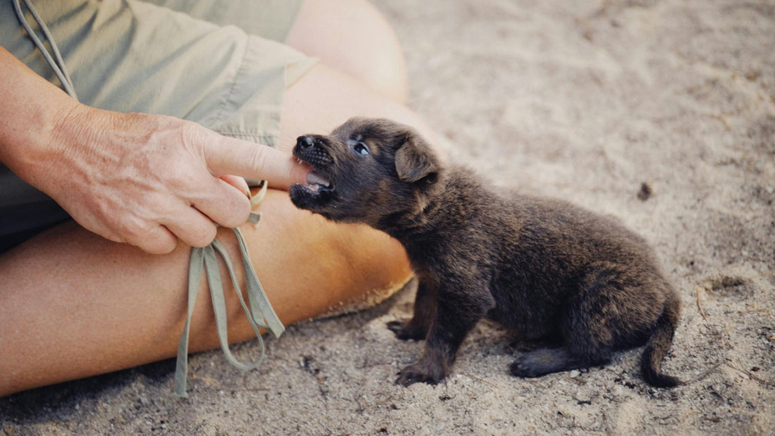 How to Stop Puppy Biting with 5 Proven Training Tips