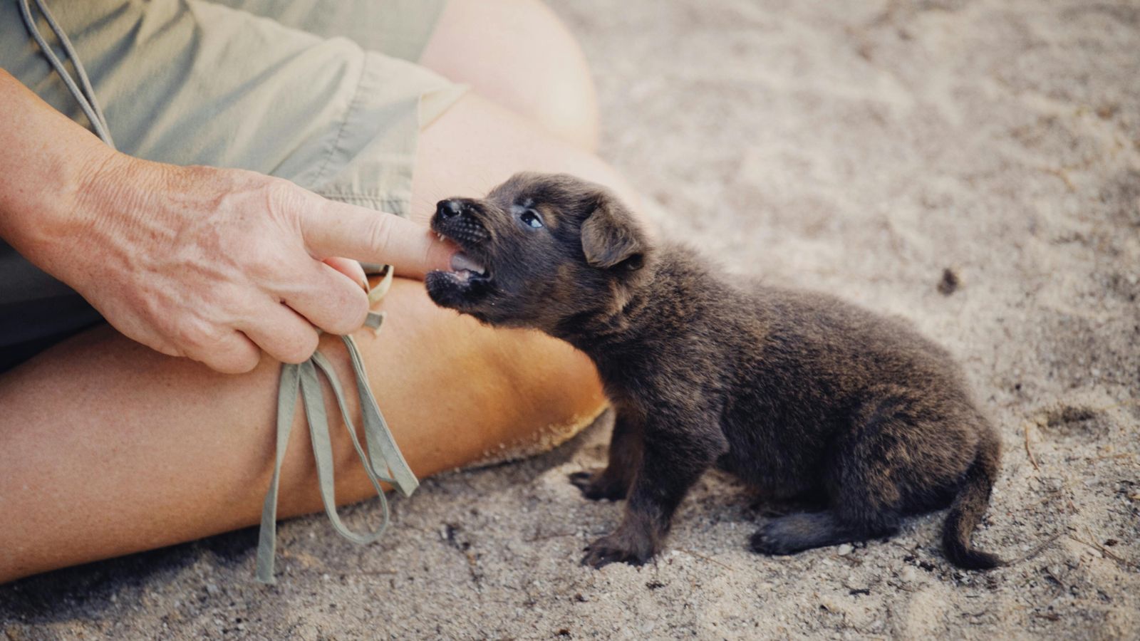 How to Stop Puppy Biting with 5 Proven Training Tips