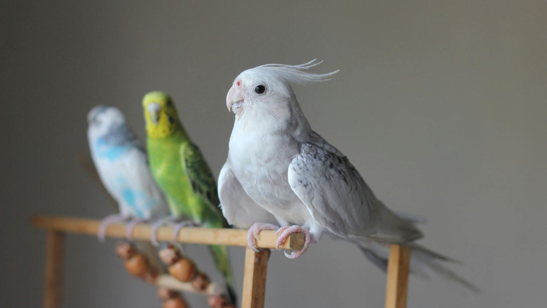 Parrot Training in New Environments