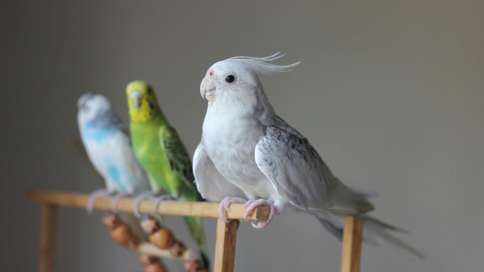 Parrot Training in New Environments