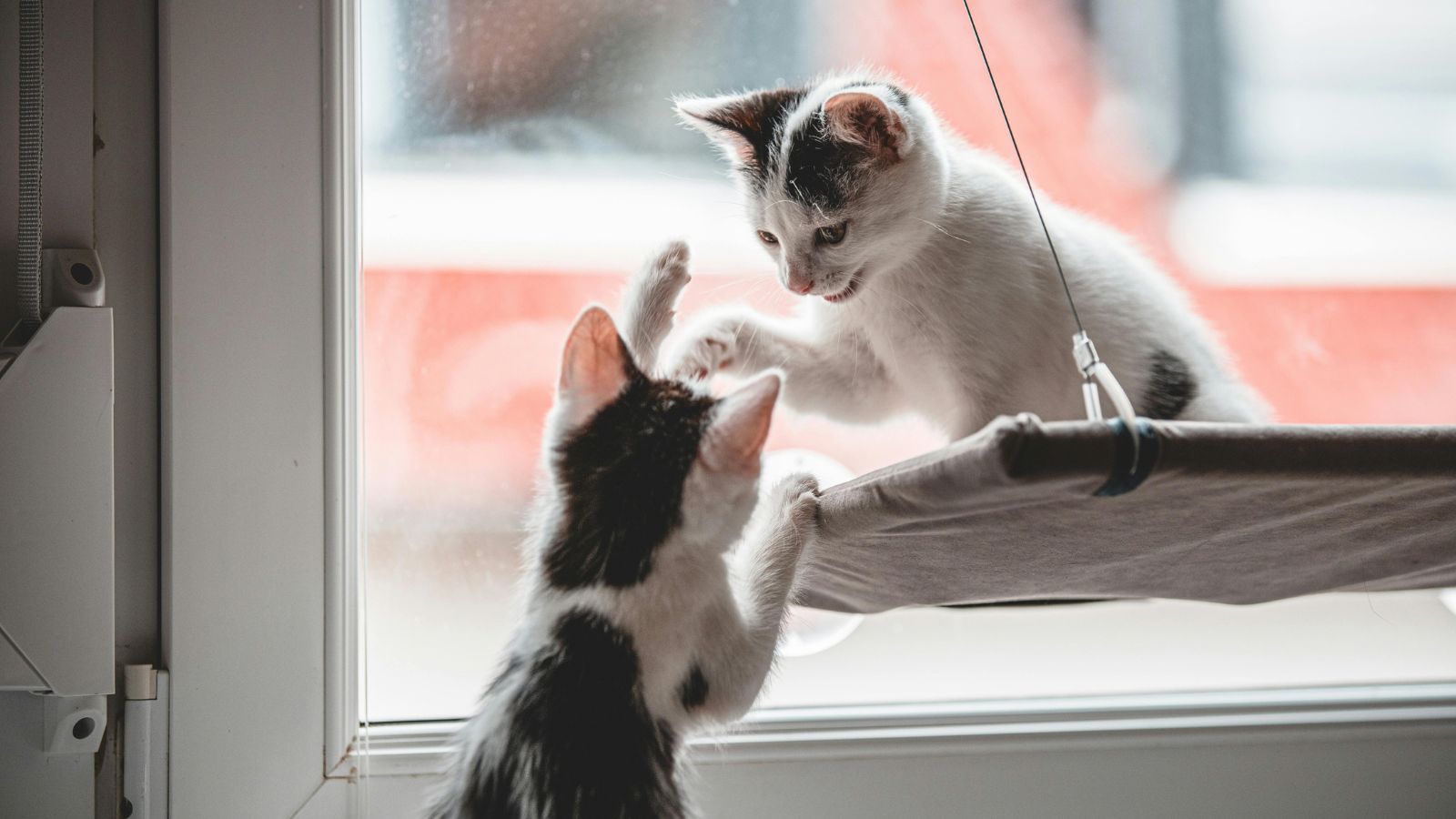 How Often Should You Really Play With Your Cat?