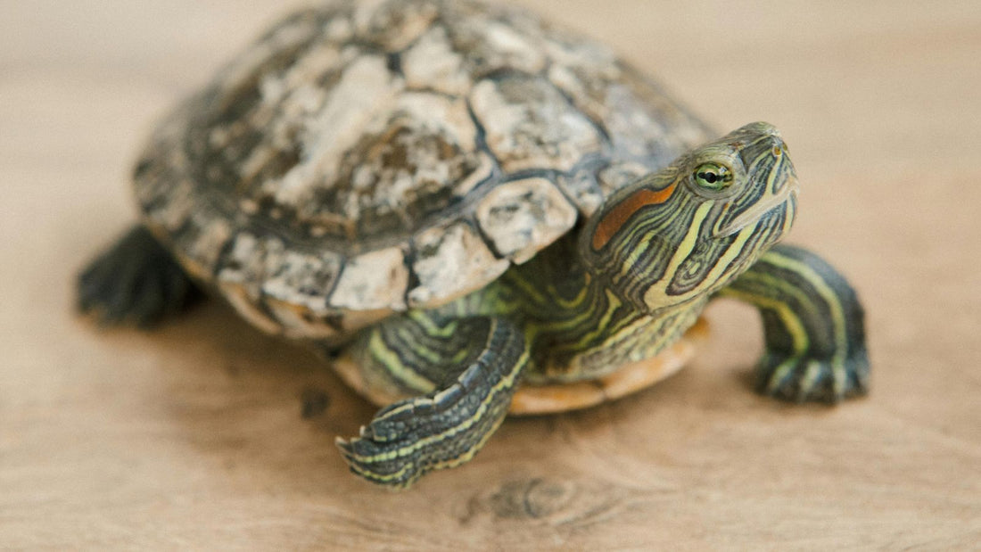 Understanding Your Turtle’s Dietary Needs