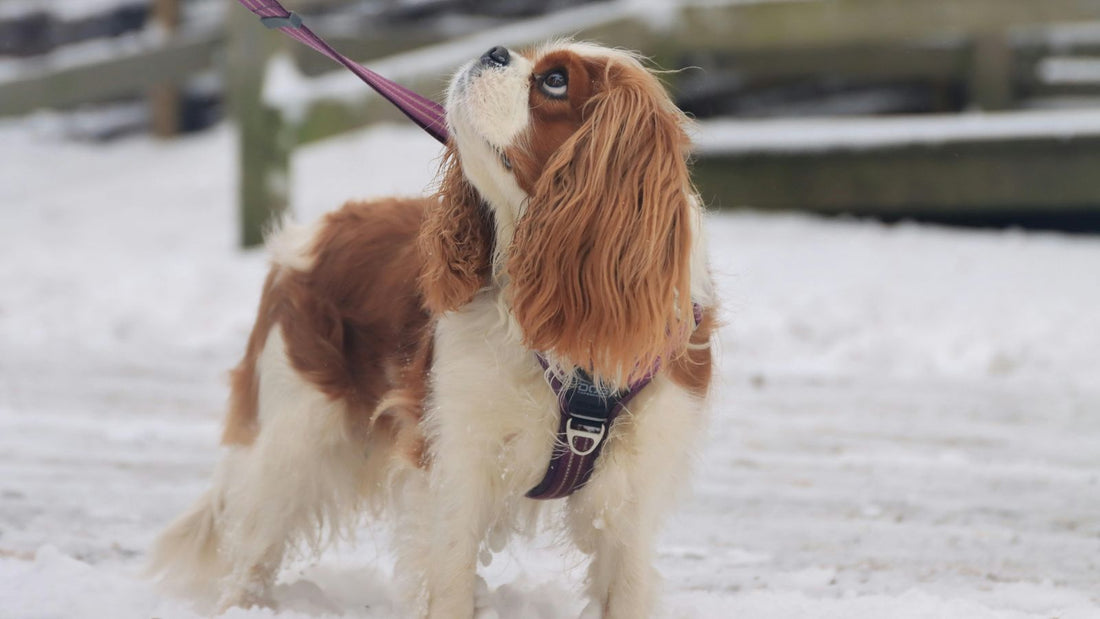 A Proven Solution for Better Dog Walks