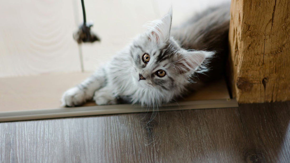 Compelling Reasons Every Man Should Own a Cat