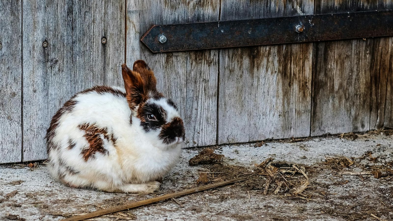 Why Spaying and Neutering Matters for Your Rabbit