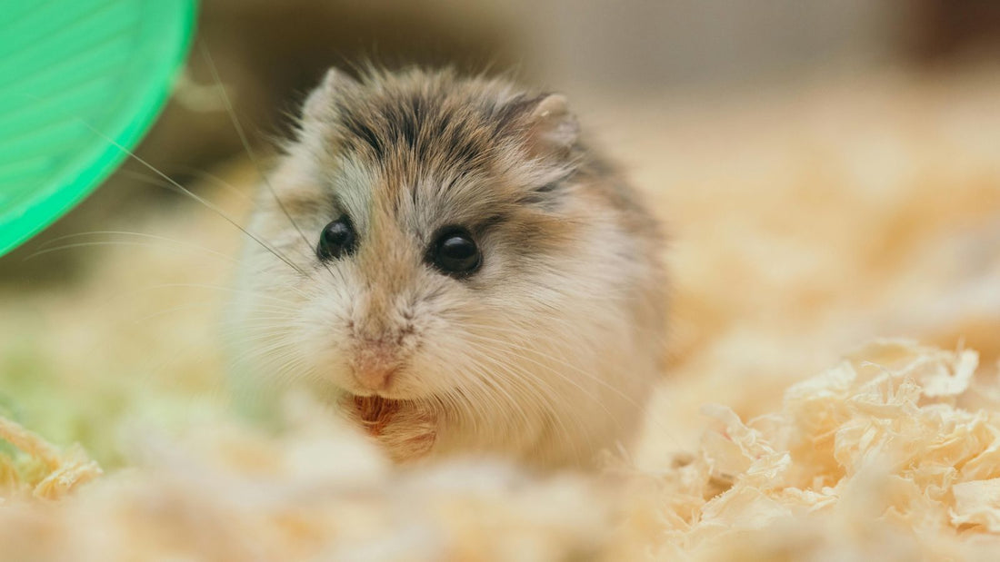 What Type of Bedding Is Safe for My Hamster?