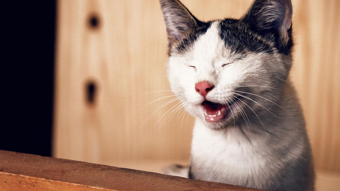 How to Live Comfortably with a Cat Despite Allergies
