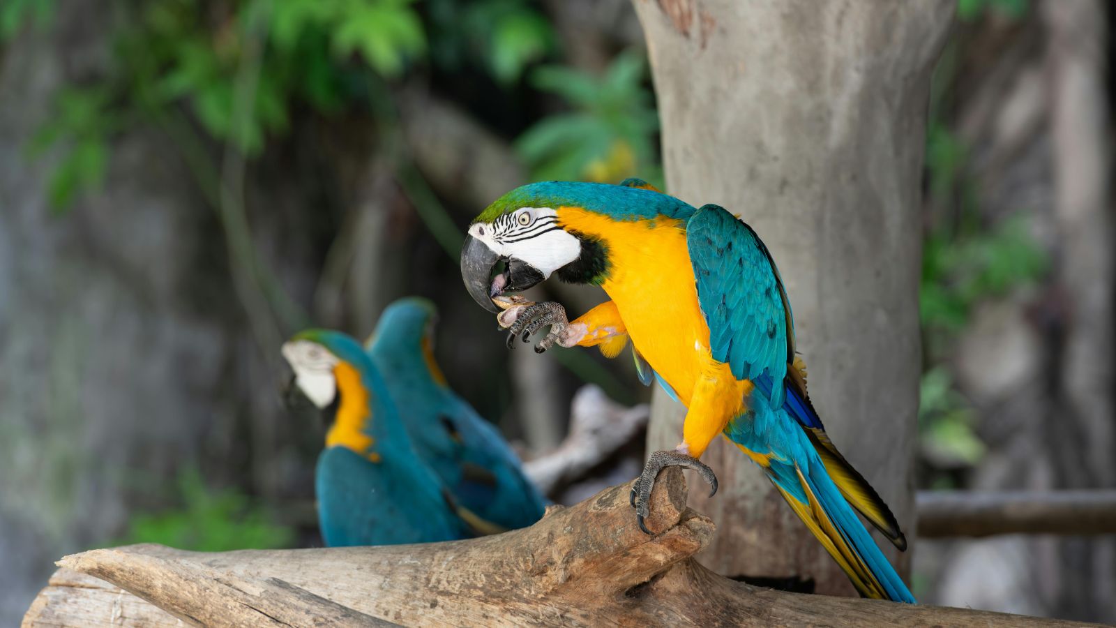 How to Train a Parrot to Do as You Ask