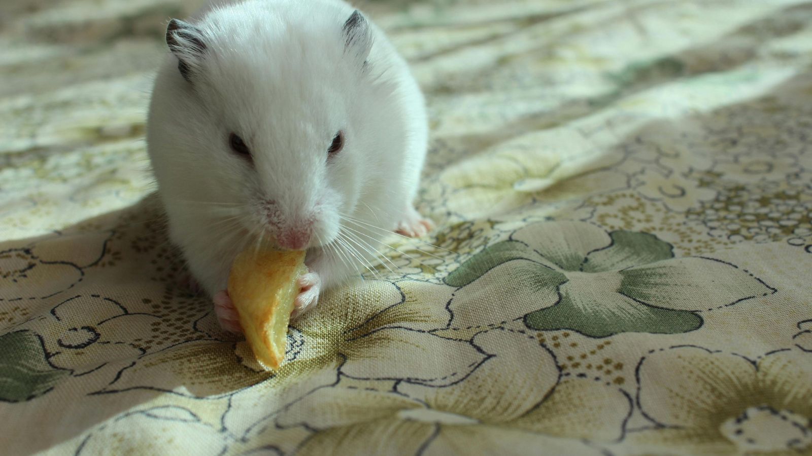 Feeding Your Hamster the Right Way
