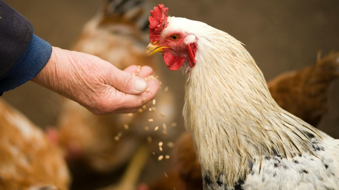 Why a Strong Immune System Matters for Chickens