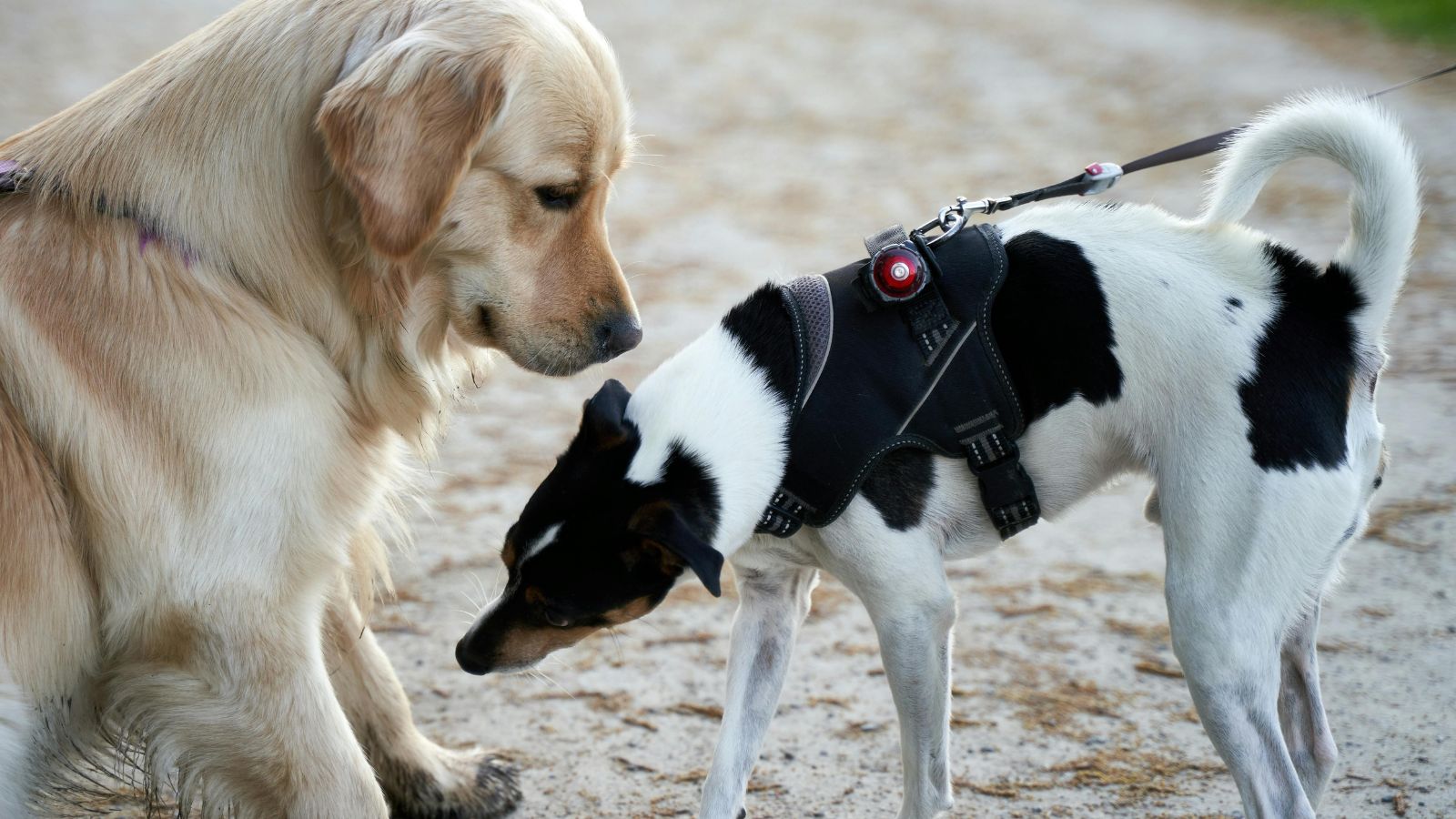 Leash Introductions Done Right