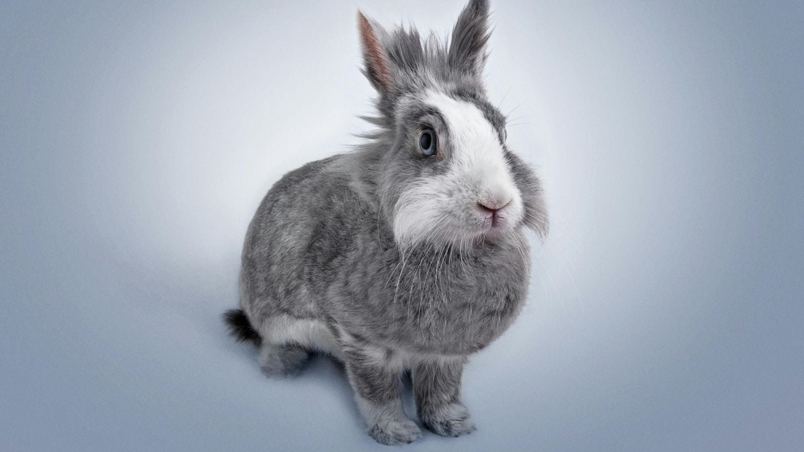 Understanding Rabbits Through the Eyes of a Behavior Expert