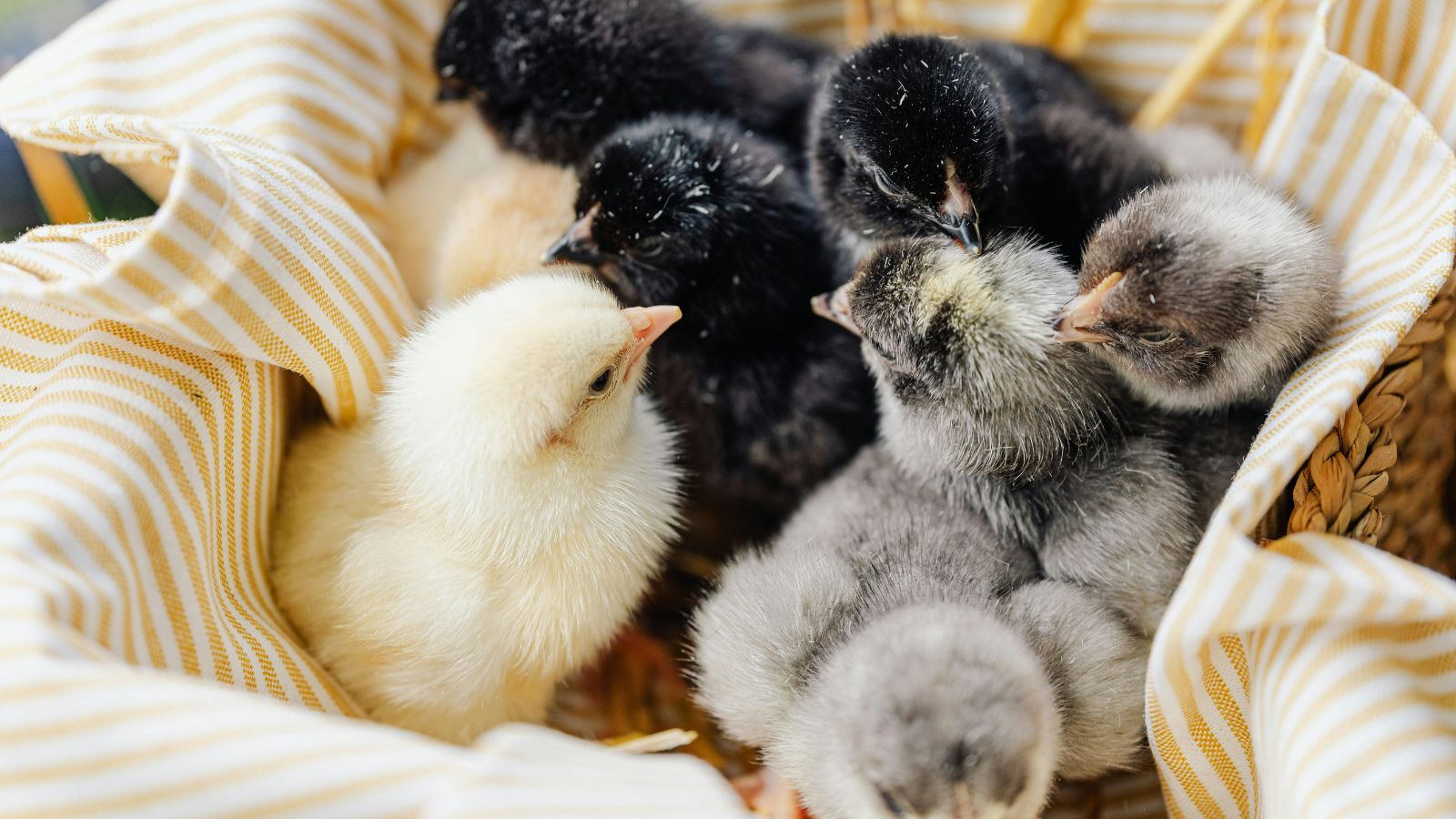 Why Cold Weather Care Matters for Chickens