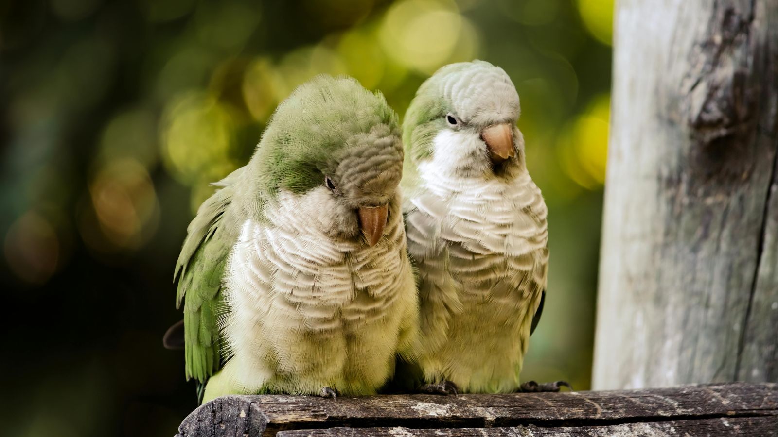 Celebrating the Charm and Spirit of Quaker Parrots