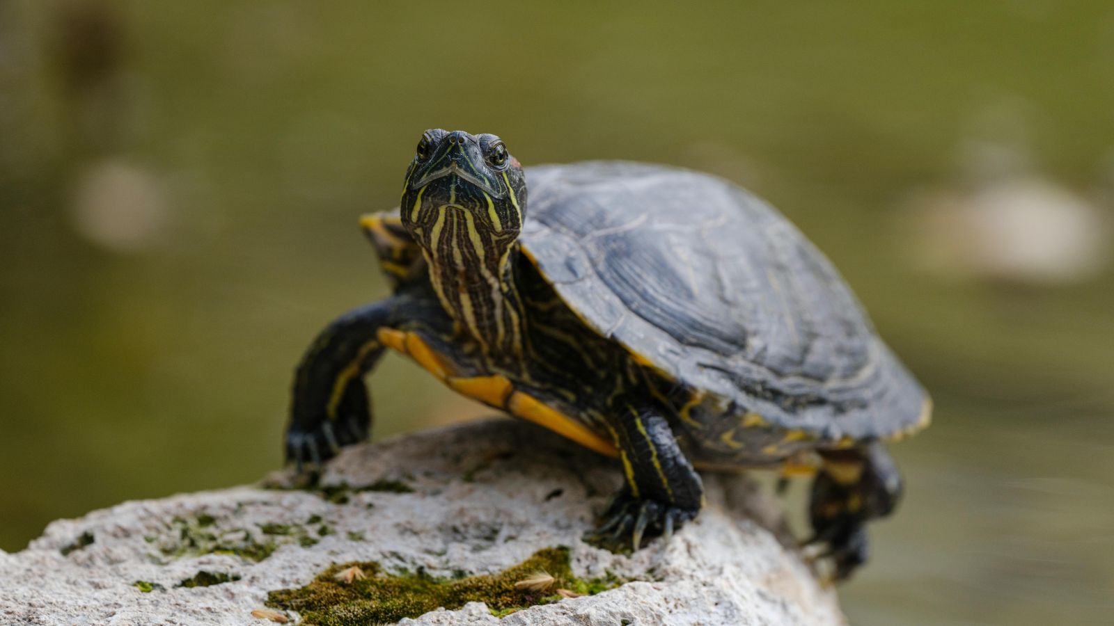 The Essential Guide to Caring for Your Pet Turtle