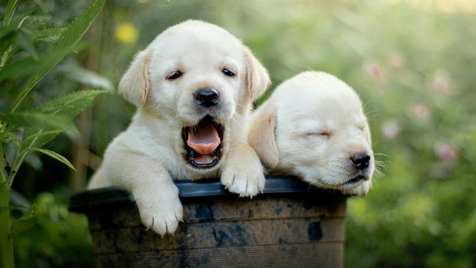 A Proven Guide to House Training Your Dog