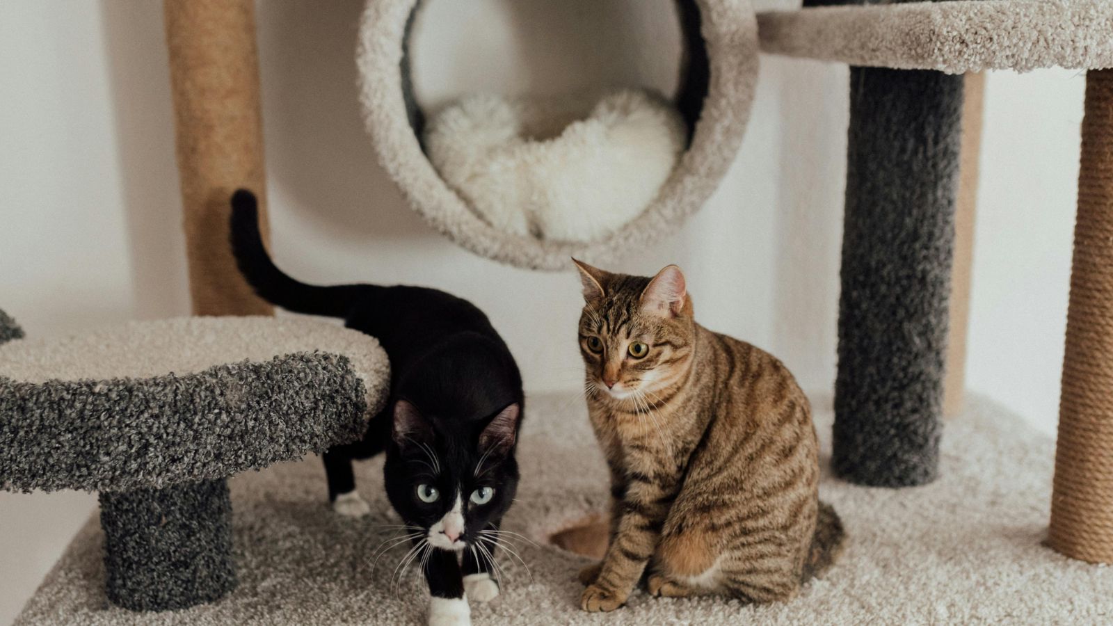 The Ultimate Guide to Cat Trees