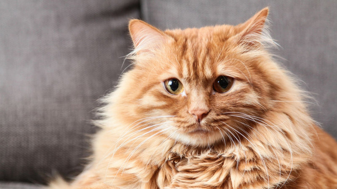 How to Choose the Perfect Feline Companion