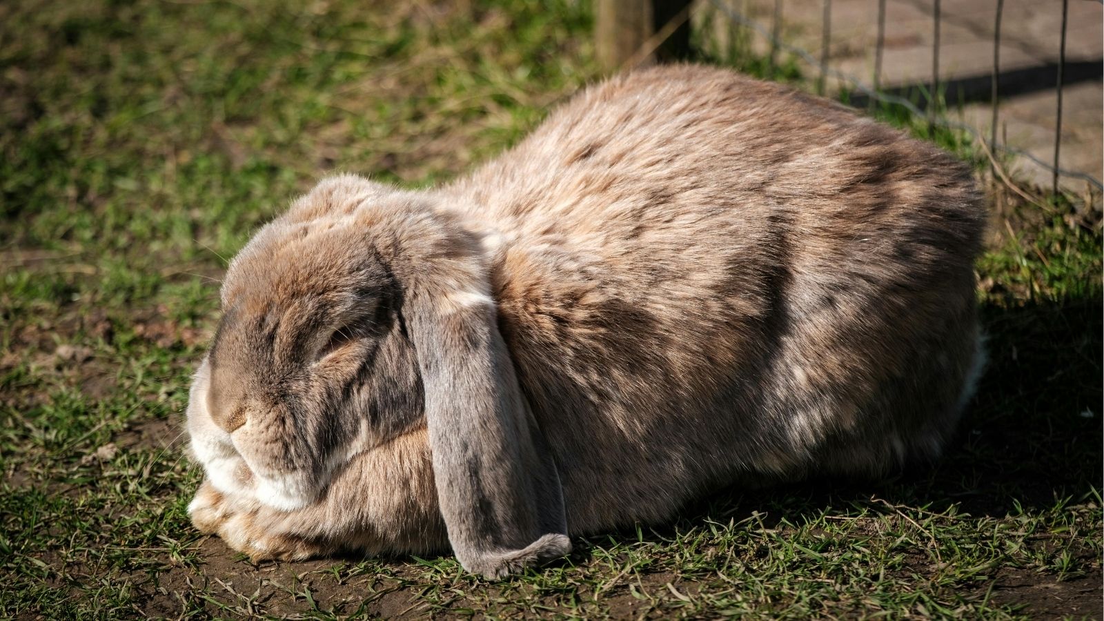 Understanding GI Stasis in Rabbits