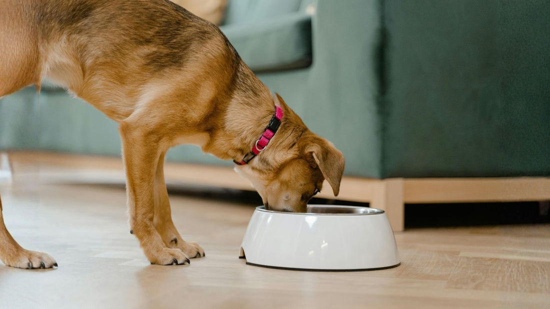 How to Use Food Puzzles to Mentally Tire Your Dog