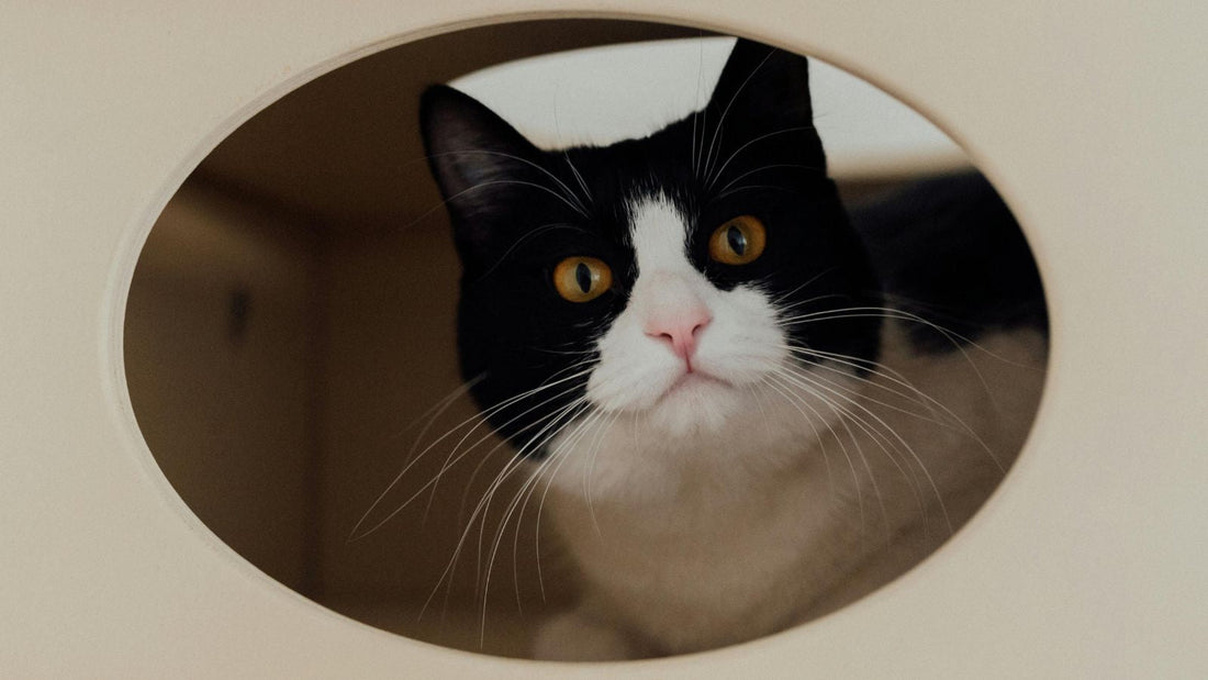 9 Things to Consider Before Welcoming Your First Cat Friend