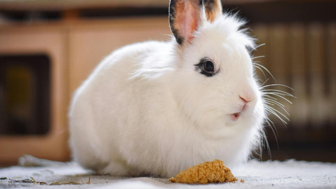 Why Rabbit Adoption Matters More Than Buying