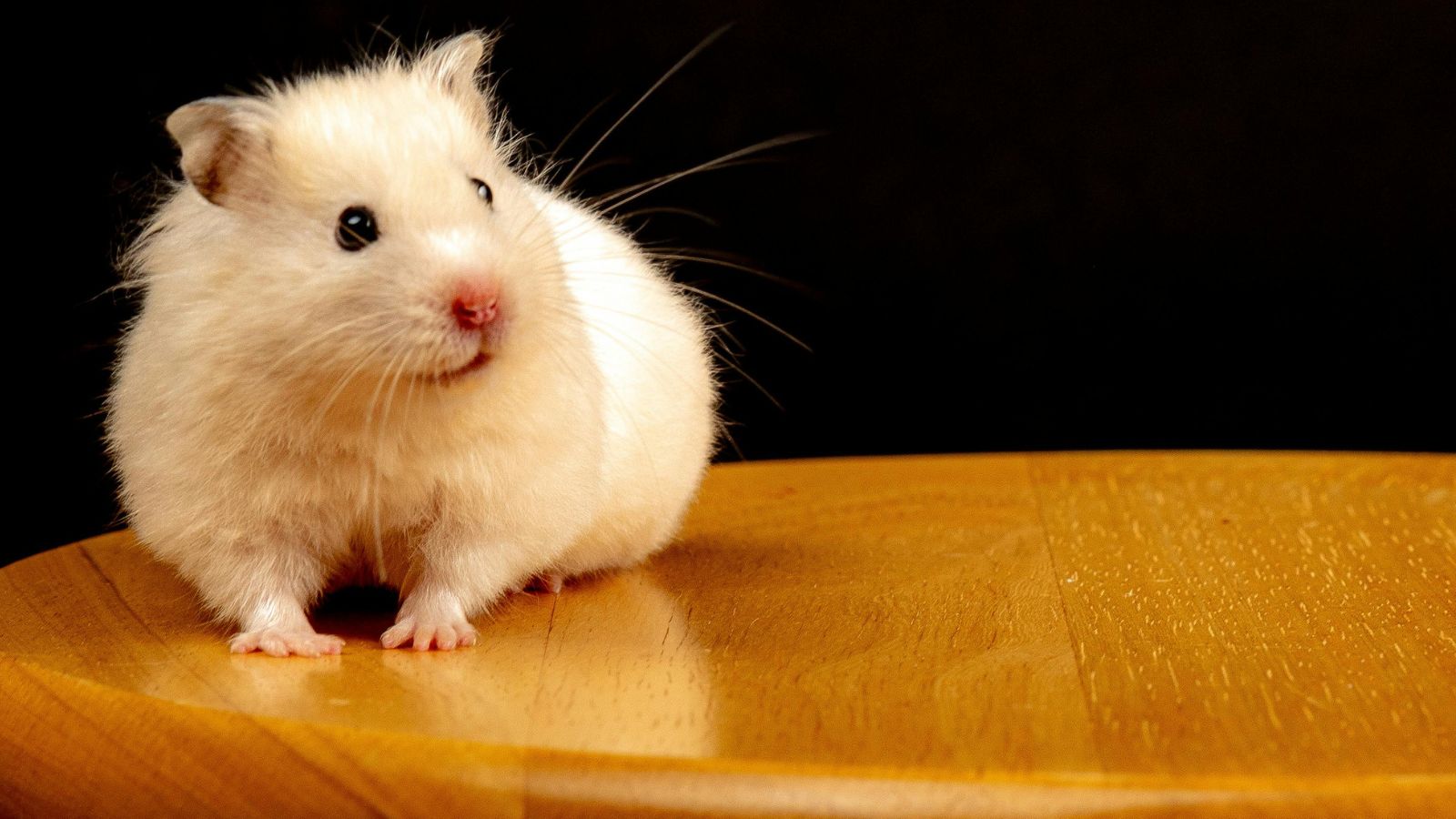 What We Know About Feeding Your Dwarf Hamster