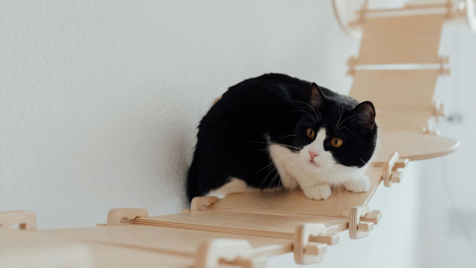 How to Keep Your Cat Entertained While You’re at Work