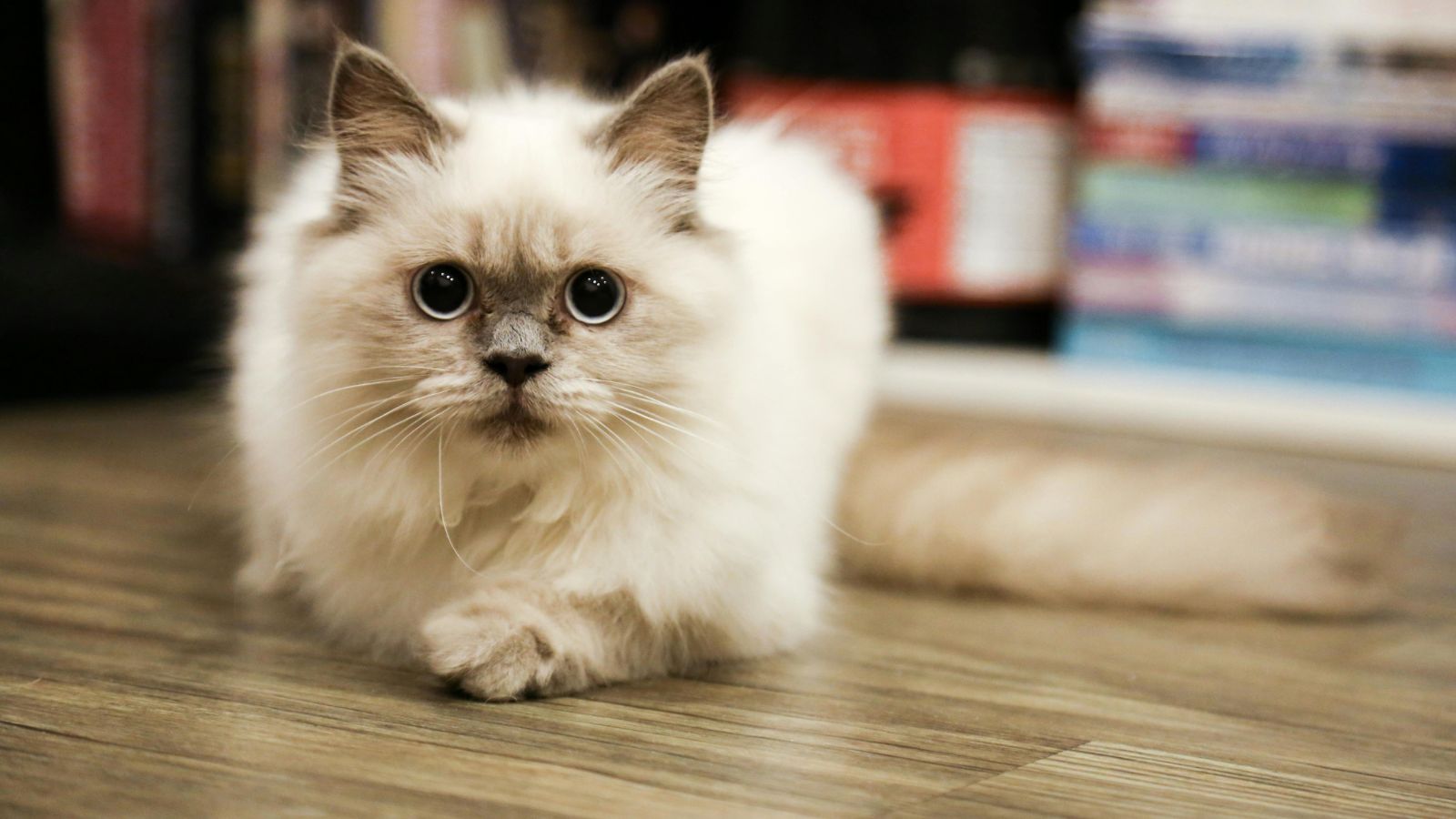 The True Realities of Being a Devoted Cat Parent