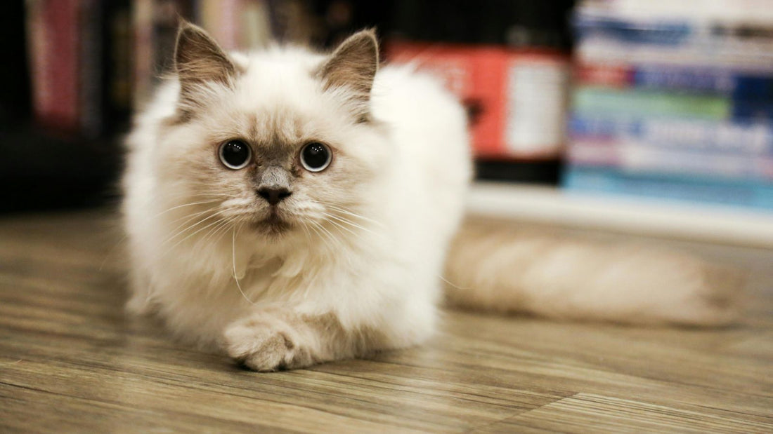 The True Realities of Being a Devoted Cat Parent