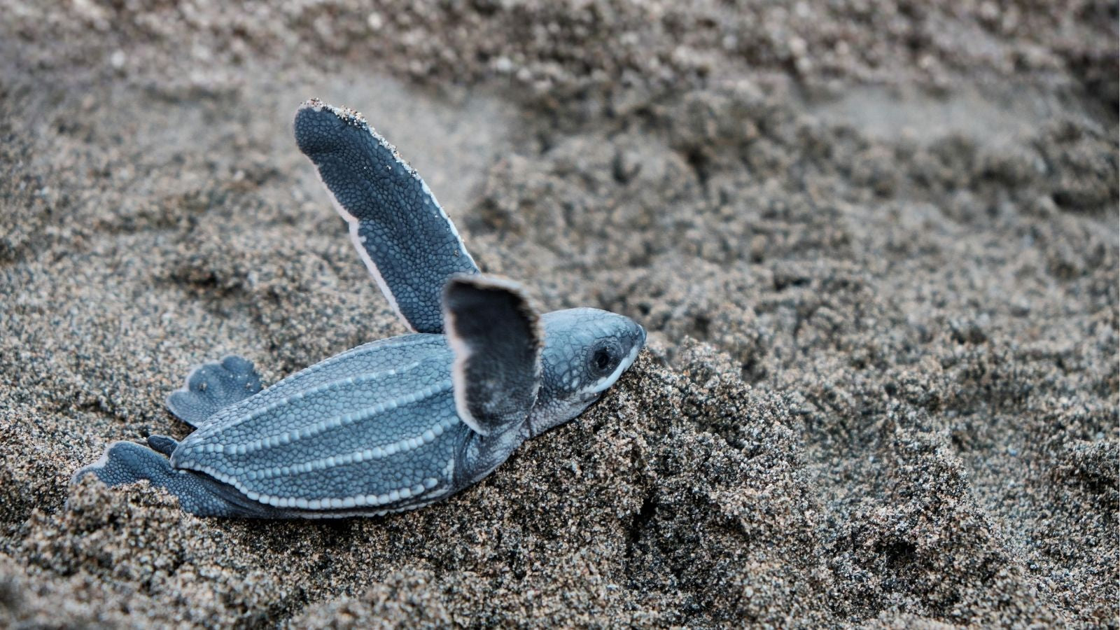 Why Turtles Have Shells