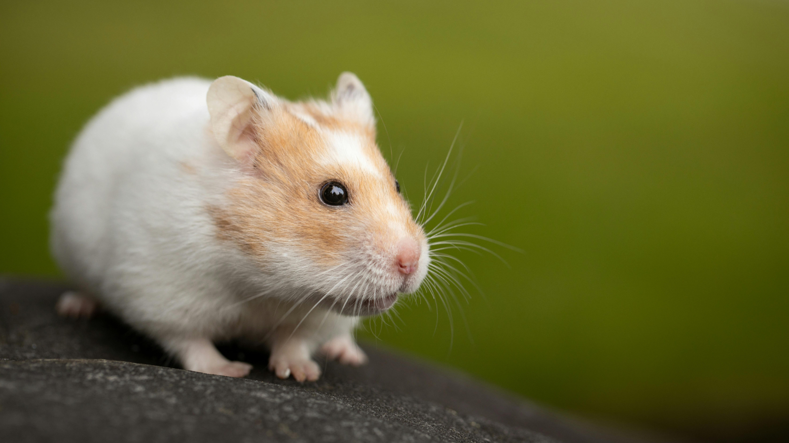 Why Your Hamster Is Biting — And How to Build Trust