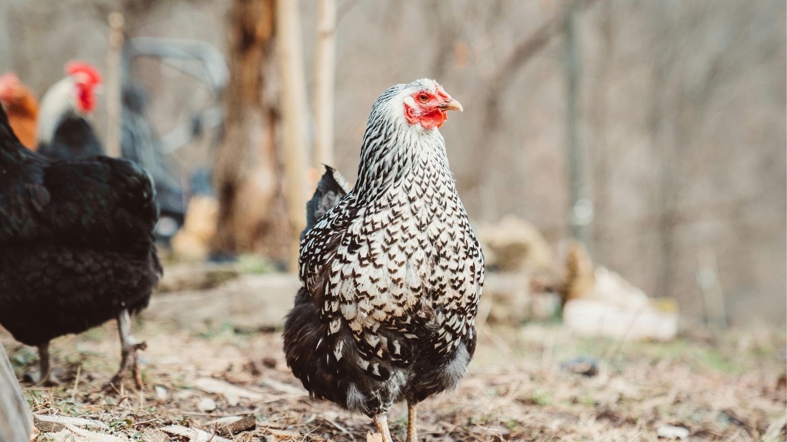 Choosing the Best Chickens for Cold Weather