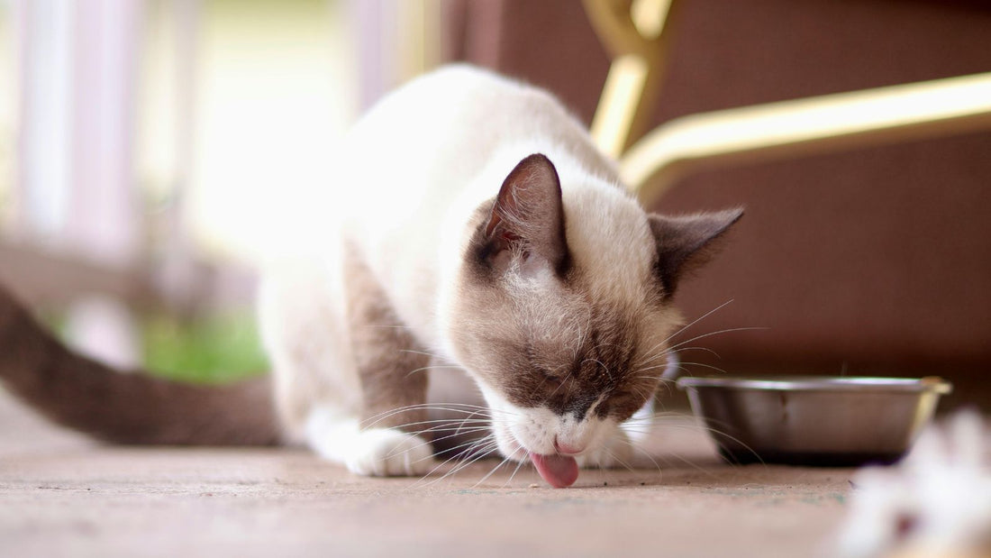 Portion Control for Cats: How Much Should You Really Feed?