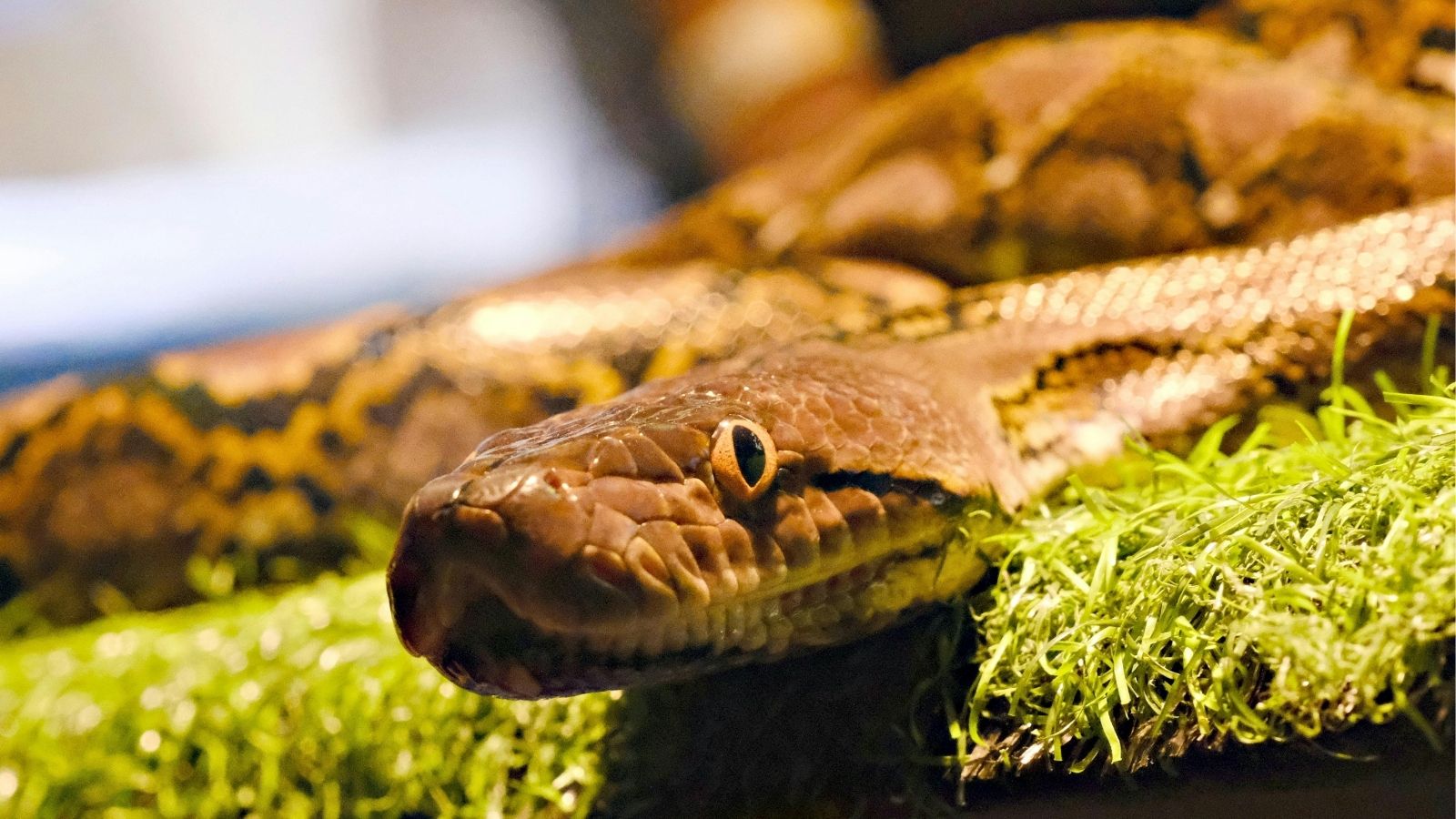 The Complete Guide to Pet Snake Care