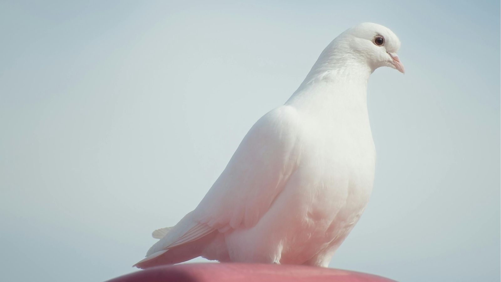 Why Pigeons Make Wonderful Pets and How to Care for Them
