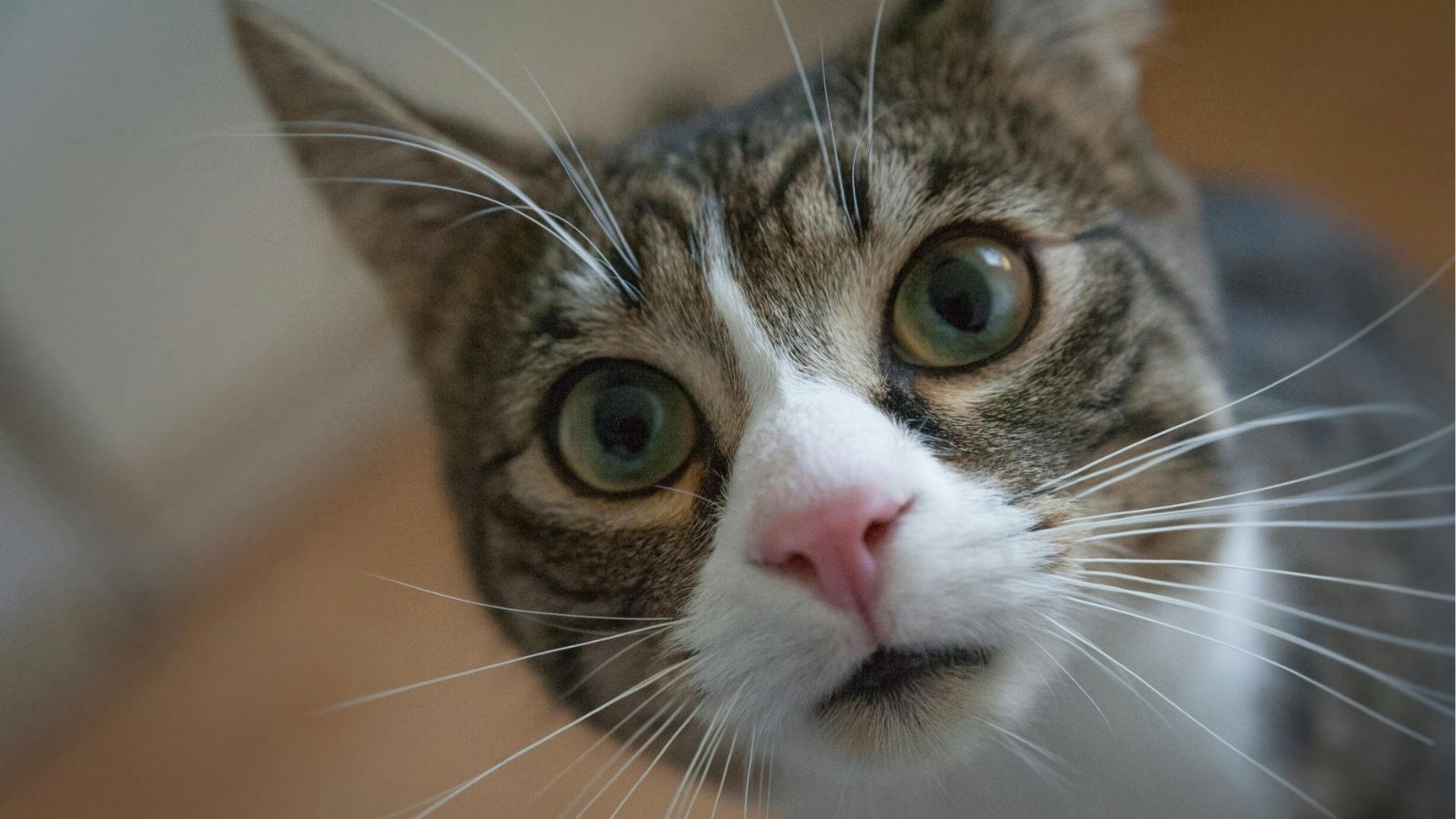 What Do Cats Really Think of Smartphones and TVs?