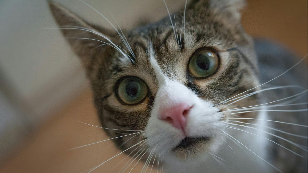 What Do Cats Really Think of Smartphones and TVs?