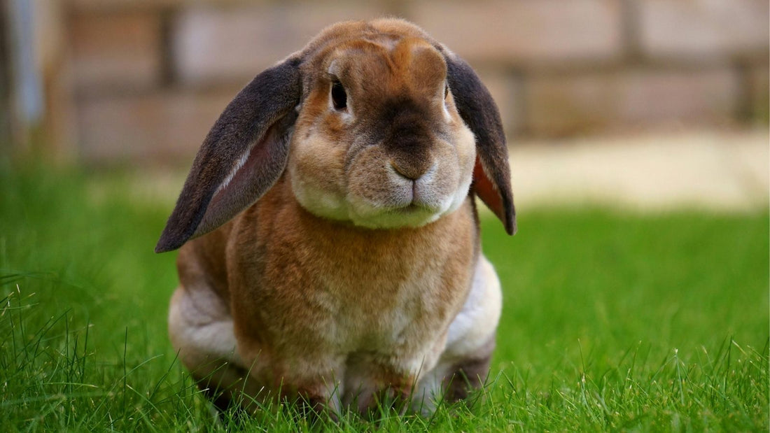 A Complete Guide to Rabbit Care from the House Rabbit Resource Book