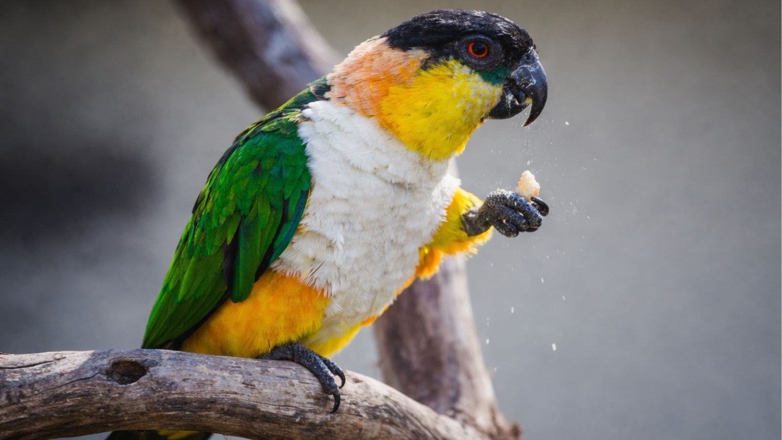 Why Caique Parrots Make Such Entertaining Pets
