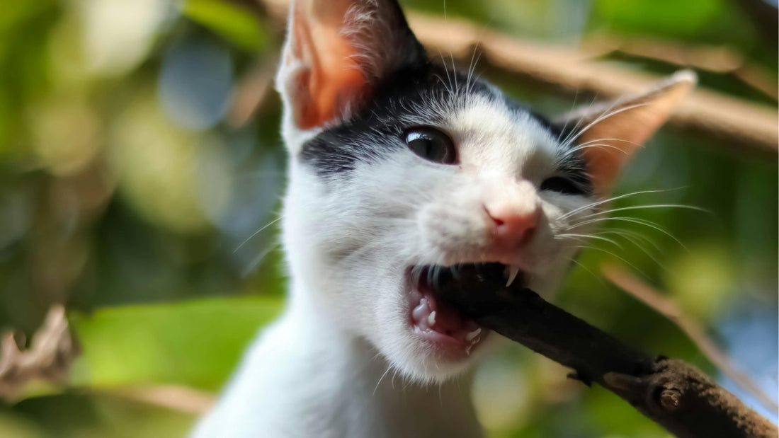 How to Stop Cat Bullying and Restore Peace in Your Home
