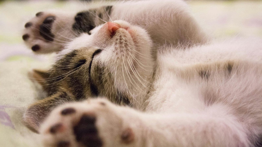 The Mystery of Male Cat Nipples