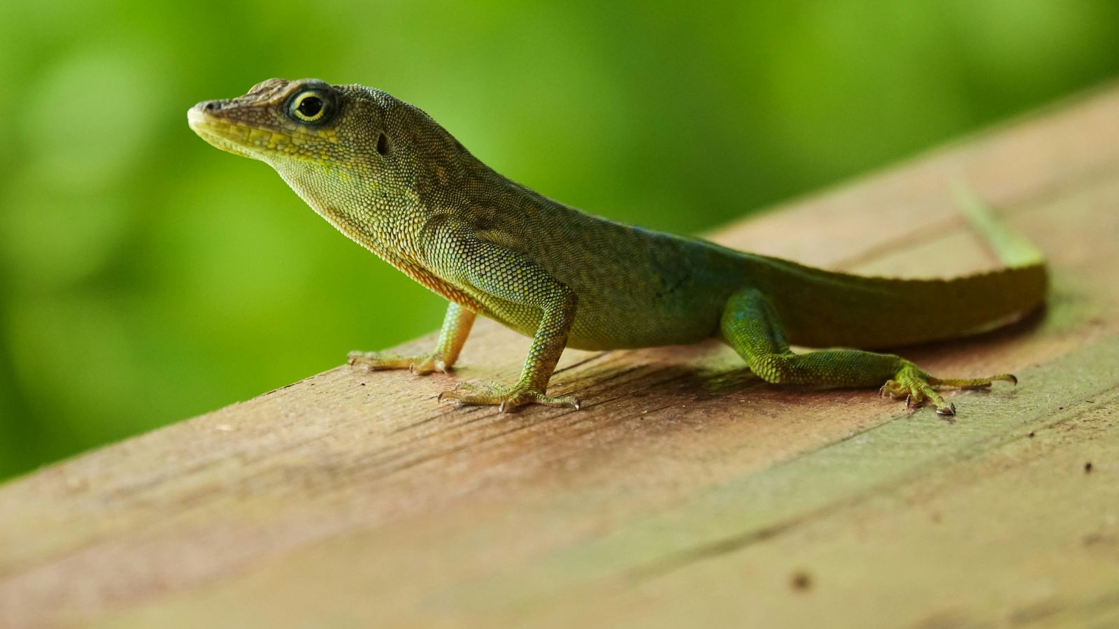 Understanding the Commitment of Caring for a Pet Lizard