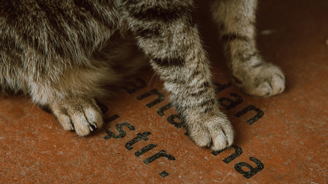 Do Cats Sweat Like Humans?