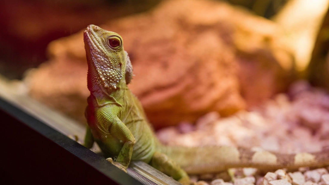 Why UVB Lighting Is Essential for Many Reptiles