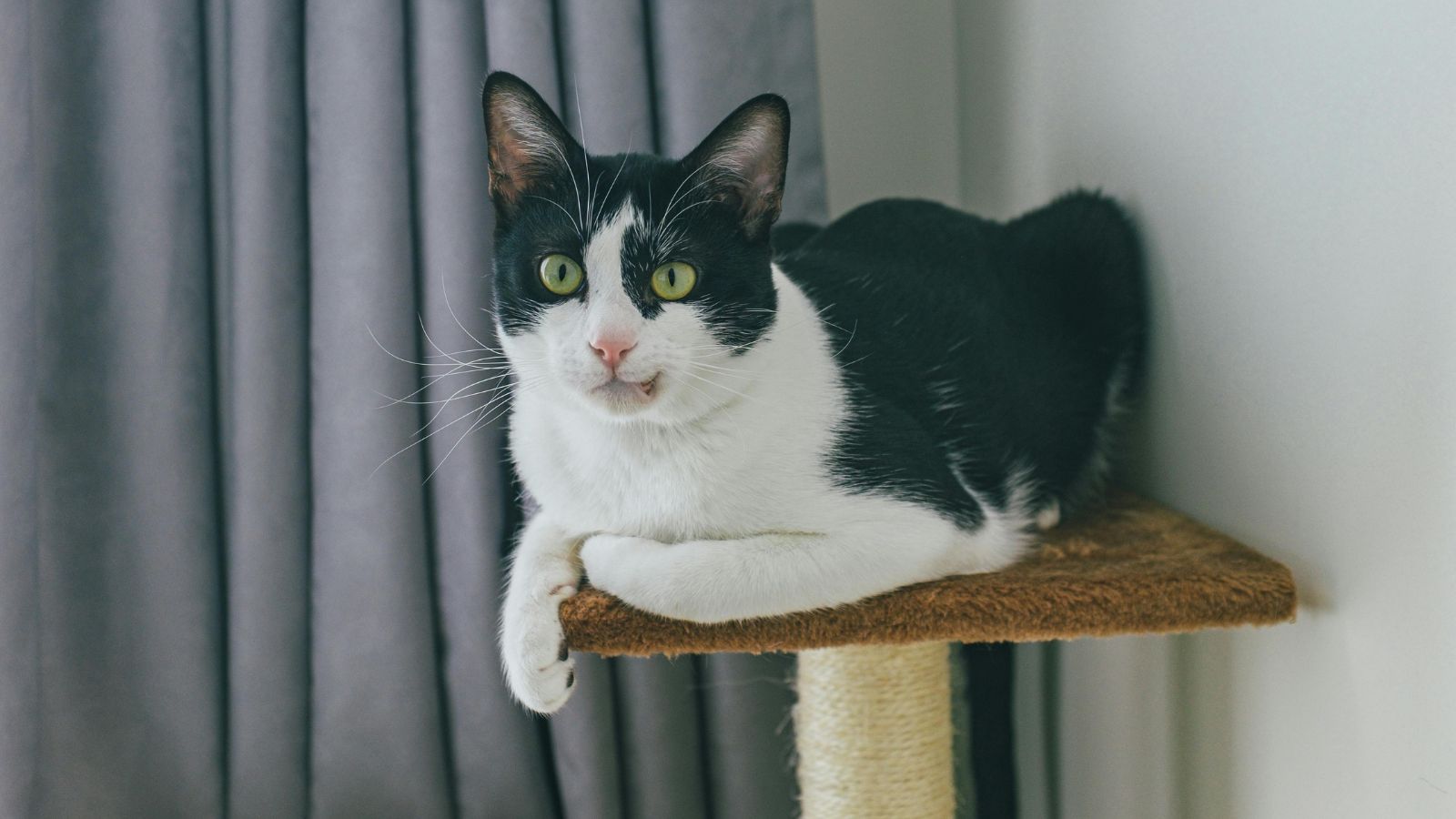 How to Choose the Right Scratching Post for Your Cat