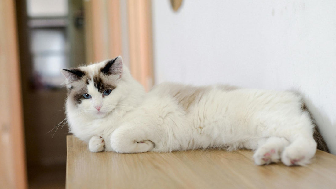 Why is My Cat Sneezing?