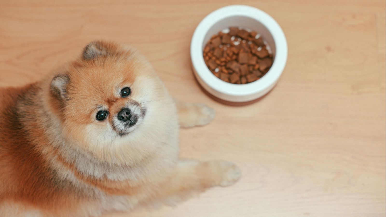 Helping Your Dog Feel Comfortable Around Their Food Bowl