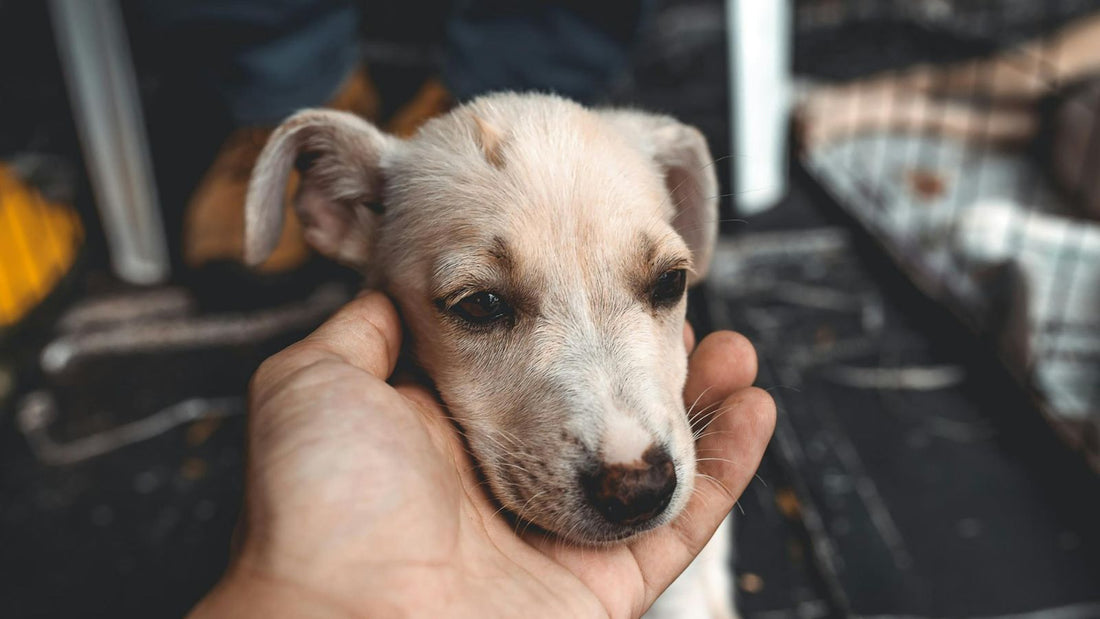 How to Help a Rescue Dog Adjust to a New Home
