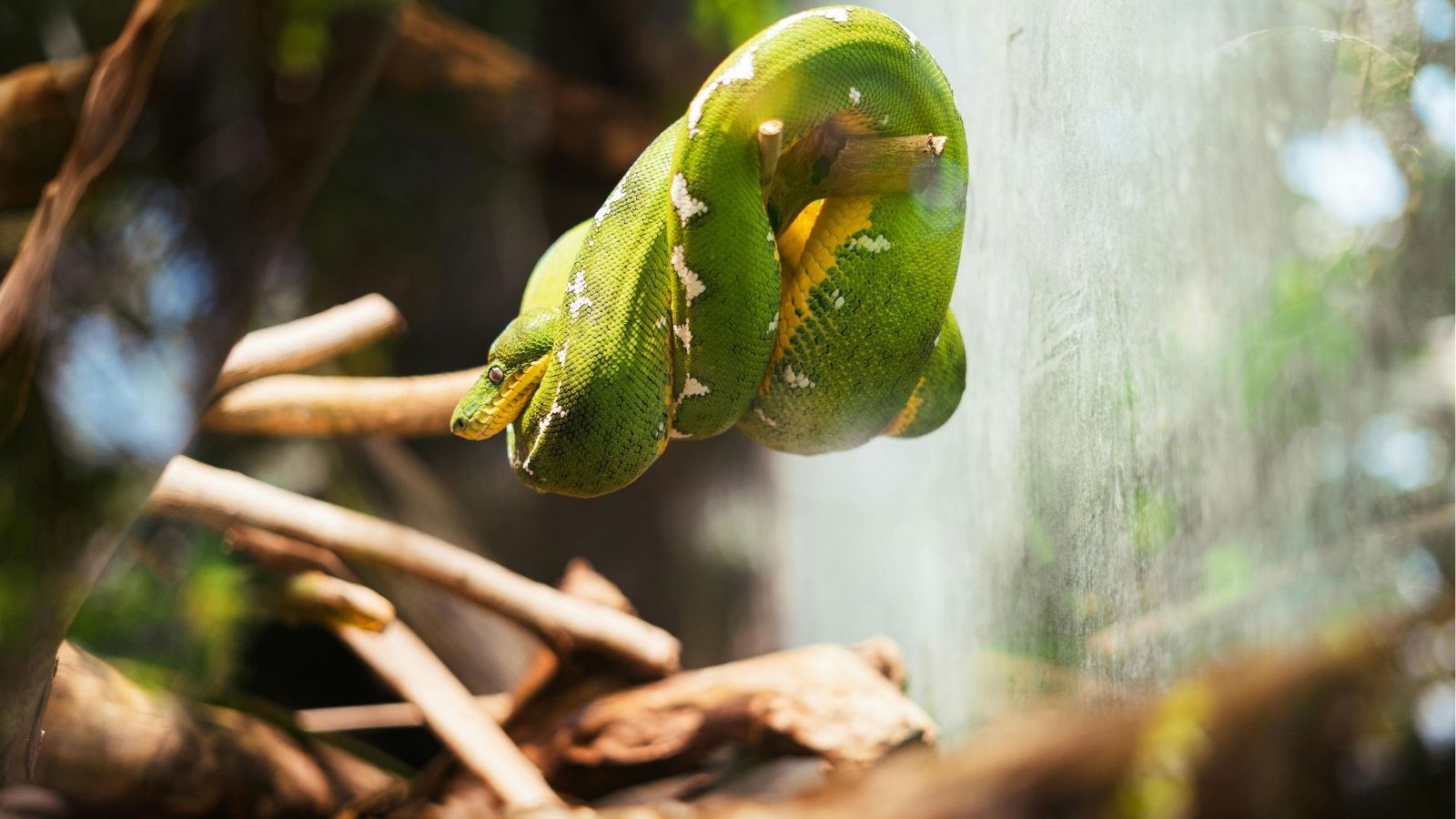 A Beginner-Friendly Guide to Choosing a Pet Snake – PETSTEP